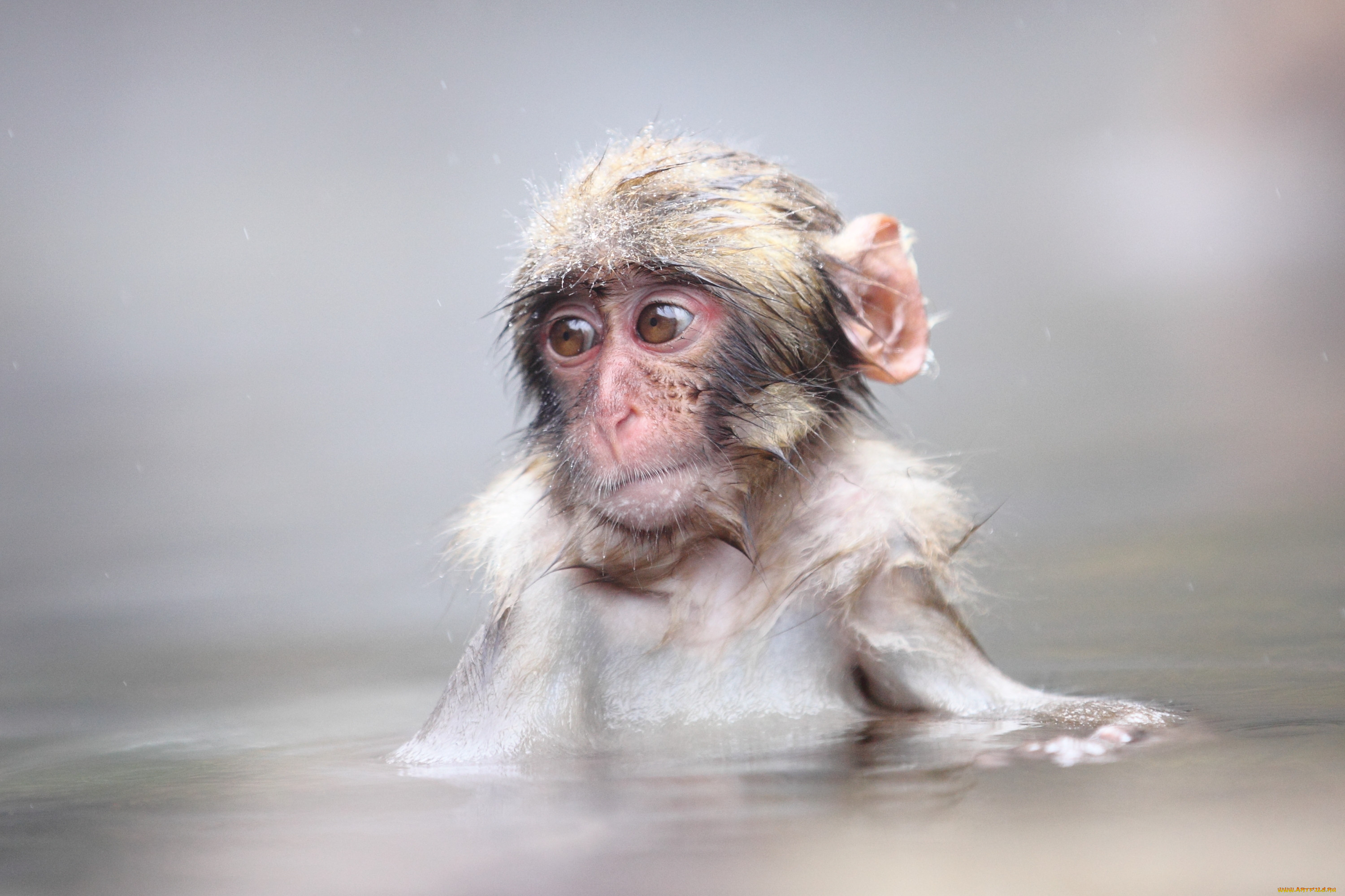 , , snow, monkey, , , , japanese, macaque